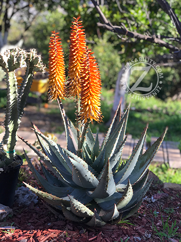 Types of Aloe plants and care tips for beginners