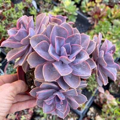 How to Keep your Succulent Plants Colorful Year-Round