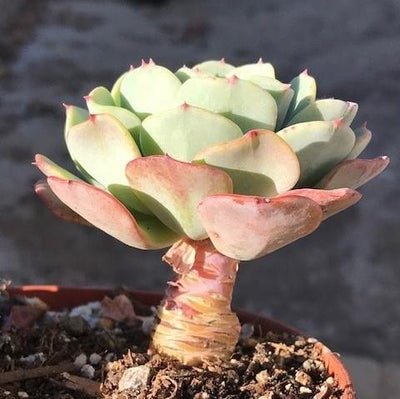 How do you propagate succulents from cuttings?