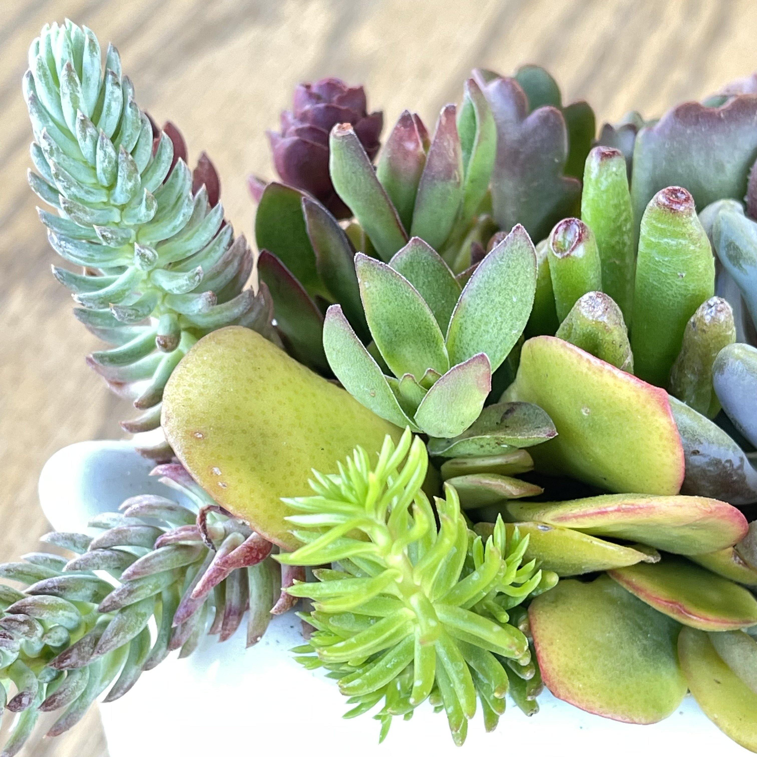 Do Succulents Need Sunlight? - Growing Indoor Succulents | Zensability