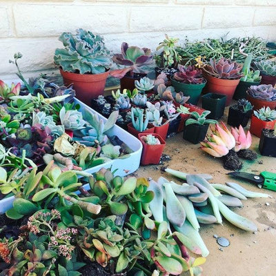 What it's like to be a succulent parent after failing as a houseplant parent