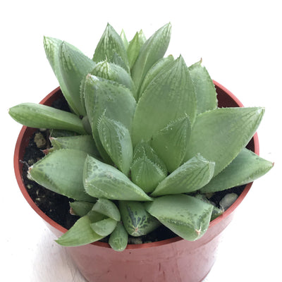 Medium Succulents (4") - Zensability
