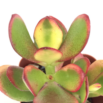 Baby Succulents (2 - 2.5") - Zensability