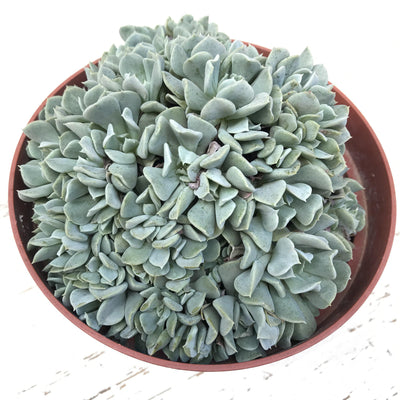 Large succulents (5"+) - Zensability