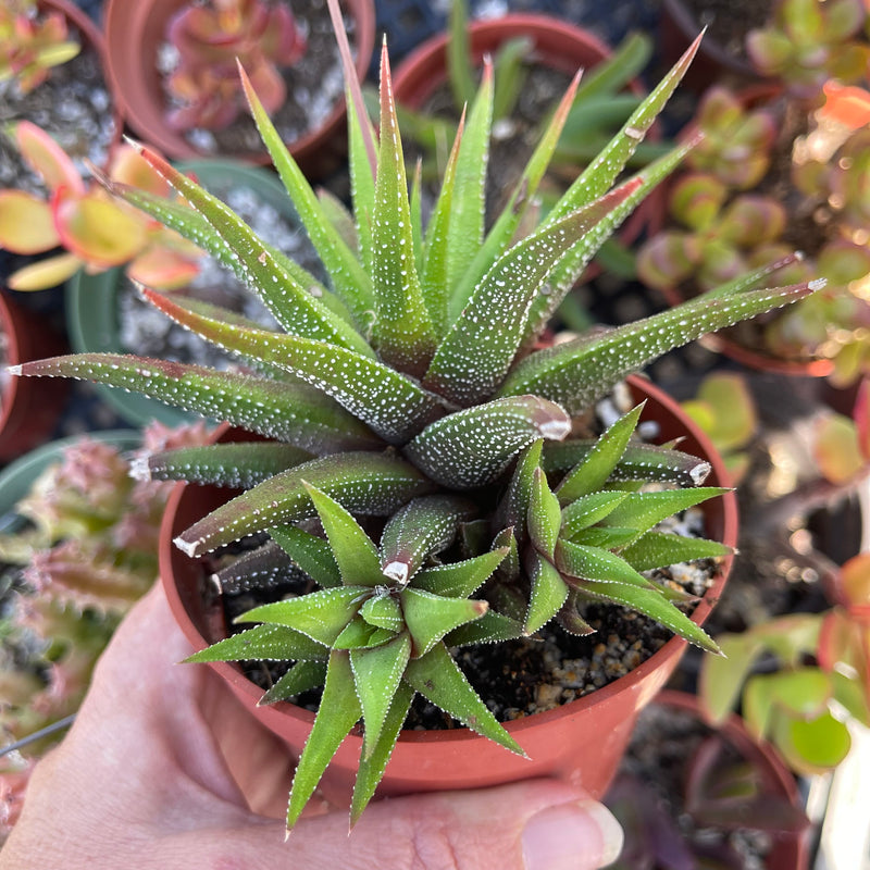 Haworthiopsis attenuata ‘Concolor’ cluster - 4”