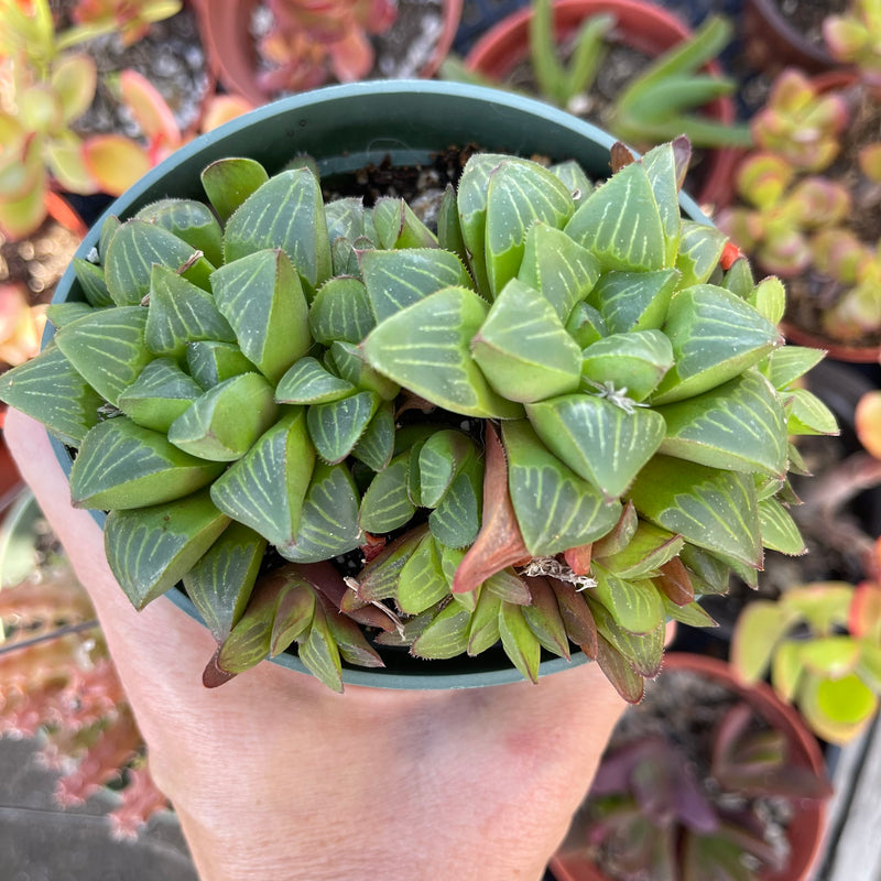 Haworthia retusa hybrid - cluster - 4”
