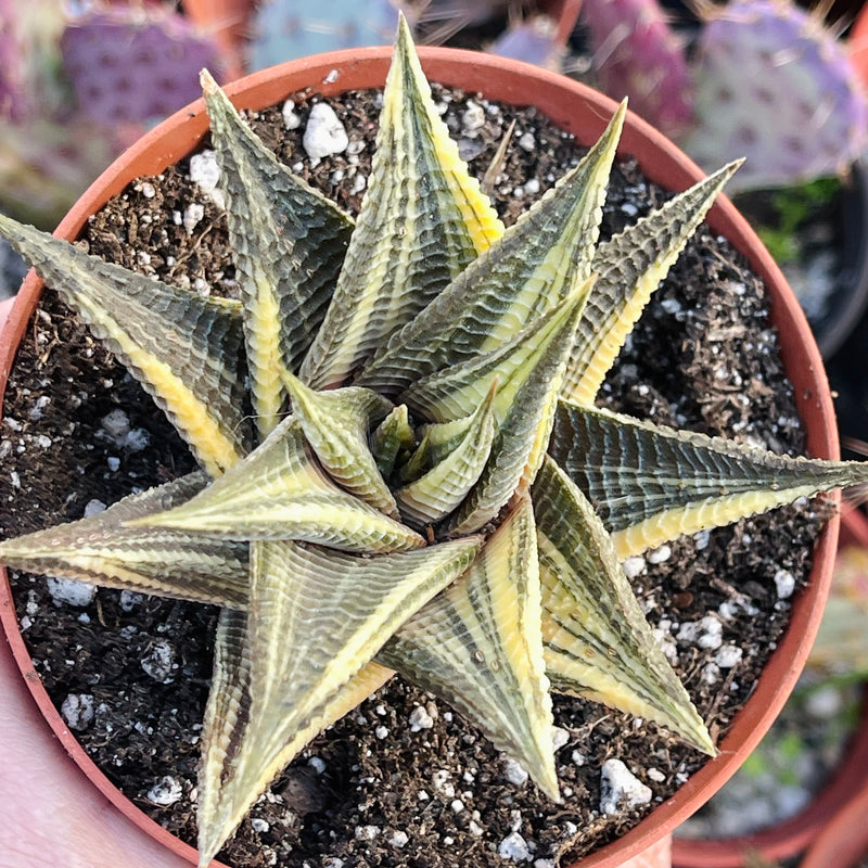 Variegated Haworthia limifolia ‘Fairy’s Washboard’ - 4”