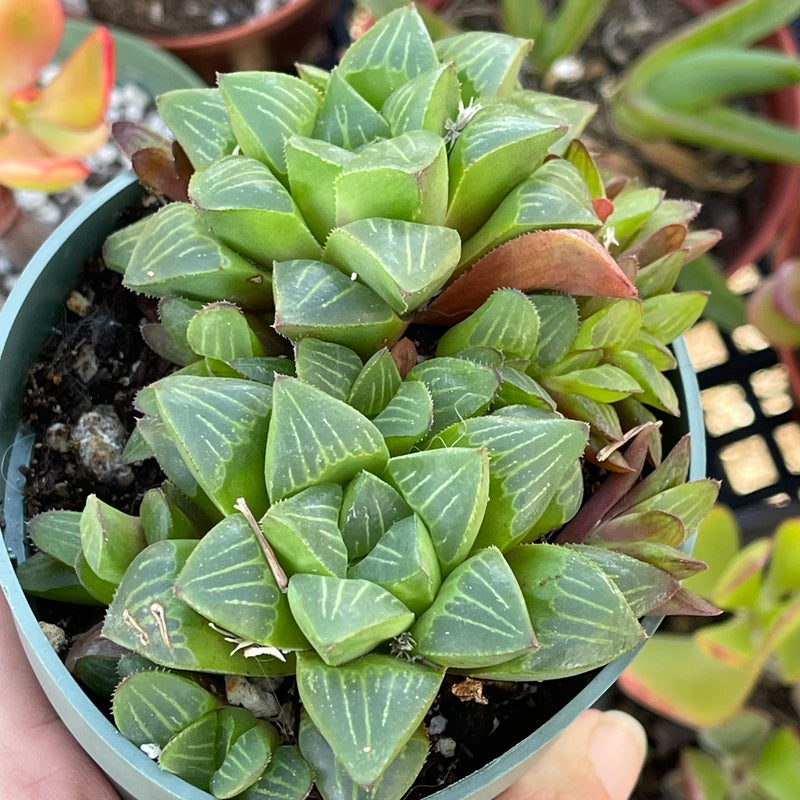 Haworthia retusa hybrid - cluster - 4”