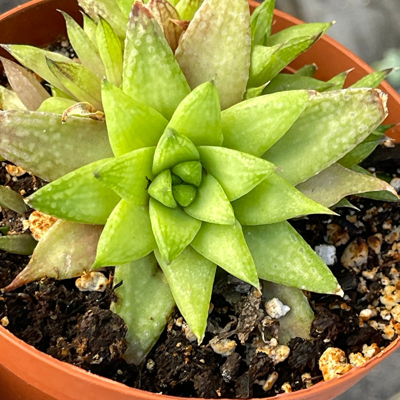Haworthia batesiana cluster - 4"