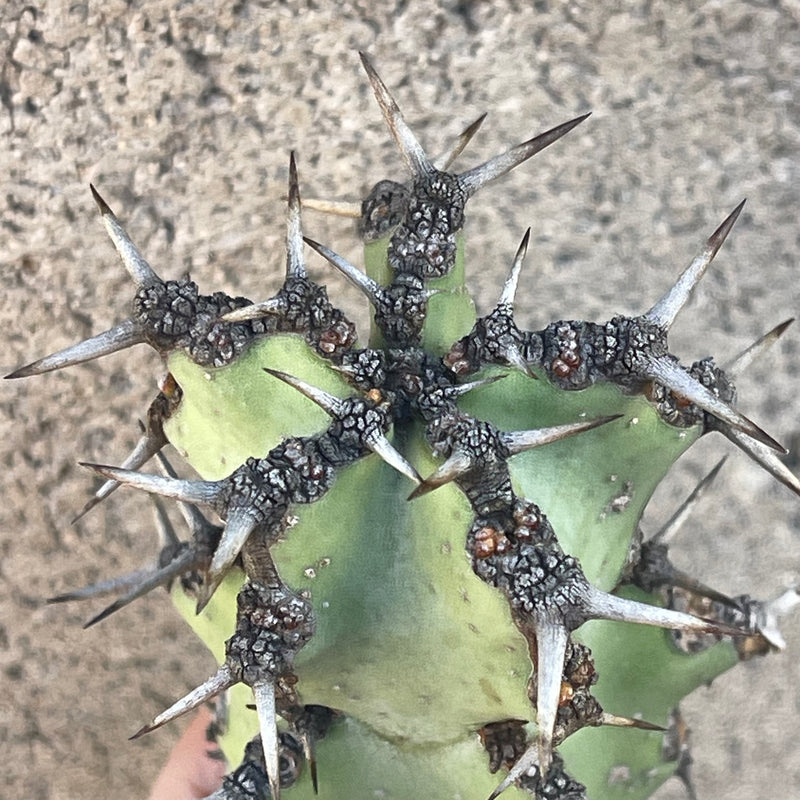 Cutting - Euphorbia coerulescens (1)