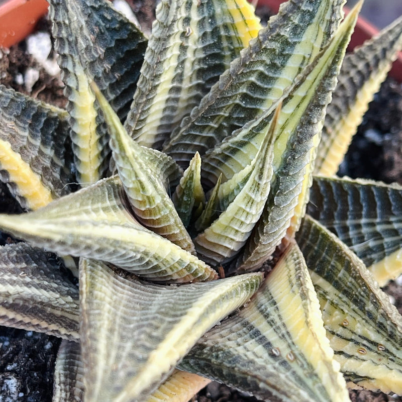 Variegated Haworthia limifolia ‘Fairy’s Washboard’ - 4”