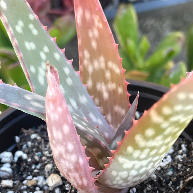 Aloe sinkatana -  4”