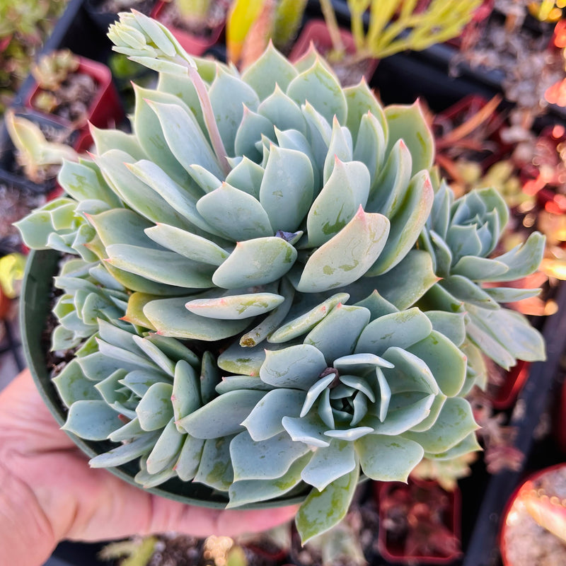 Echeveria peacockii - cluster - 6 INCH