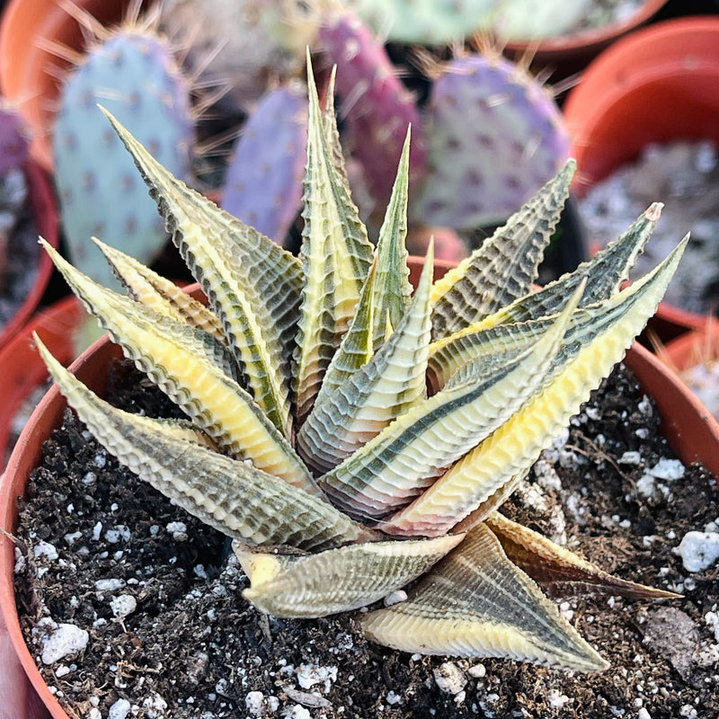 Variegated Haworthia limifolia ‘Fairy’s Washboard’ - 4”