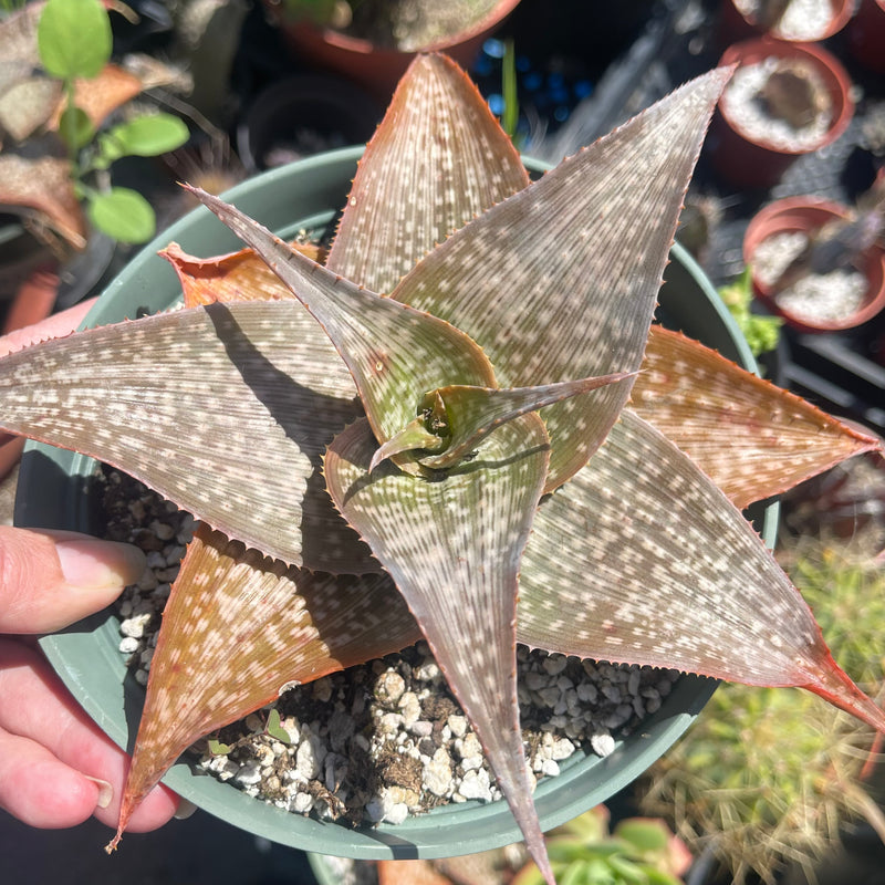 Aloe &