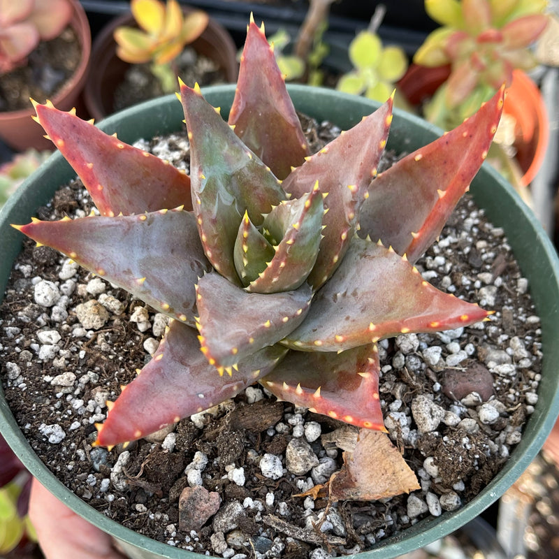 Aloe distans &