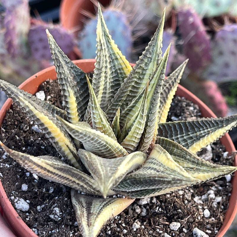 Variegated Haworthia limifolia ‘Fairy’s Washboard’ - 4”