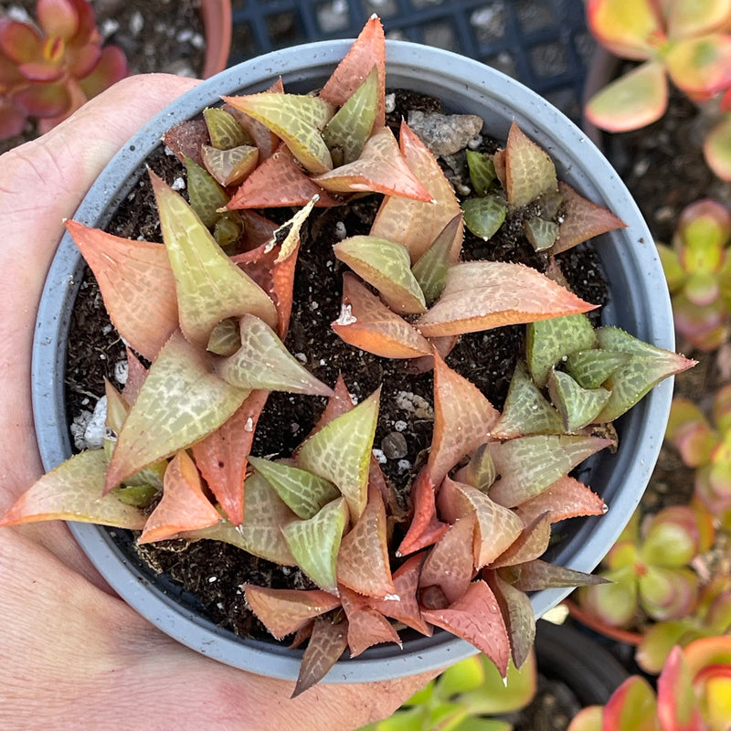 Haworthiopsis venosa ssp. tessellata - large cluster - 4 INCH