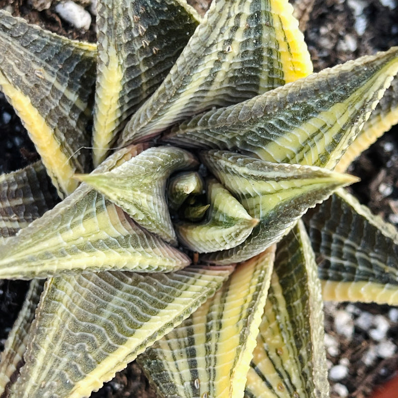 Variegated Haworthia limifolia ‘Fairy’s Washboard’ - 4”
