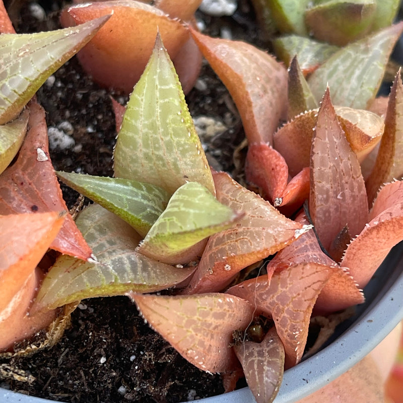 Haworthiopsis venosa ssp. tessellata - large cluster - 4 INCH
