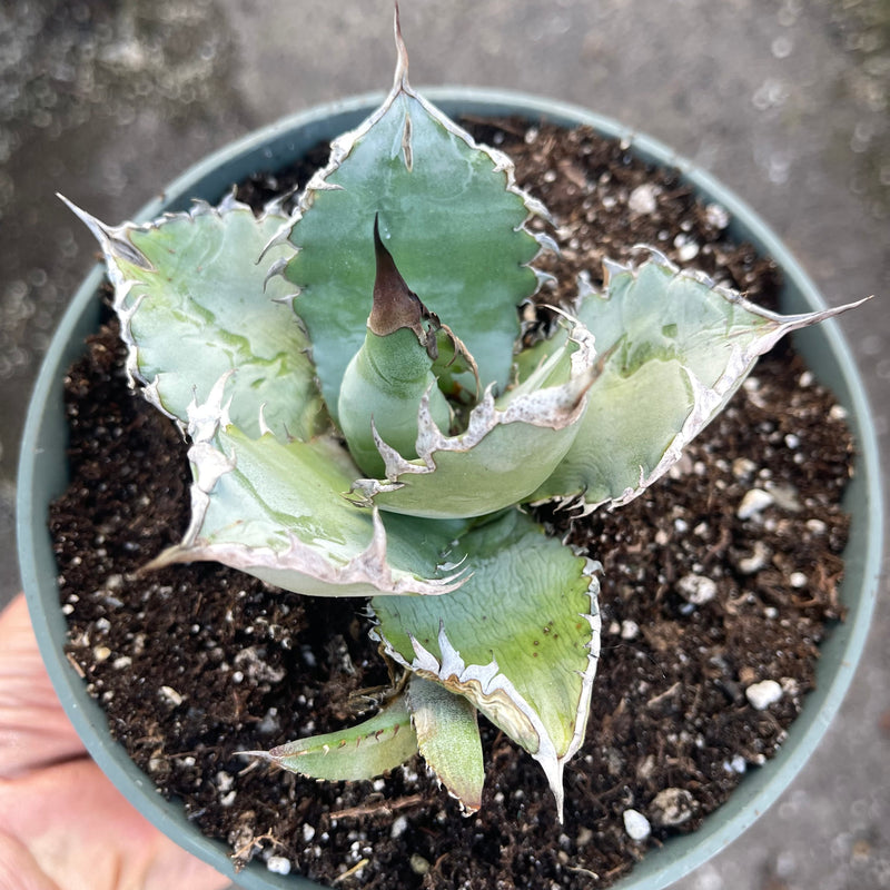 Agave titanota ‘White Ice’ - 6”
