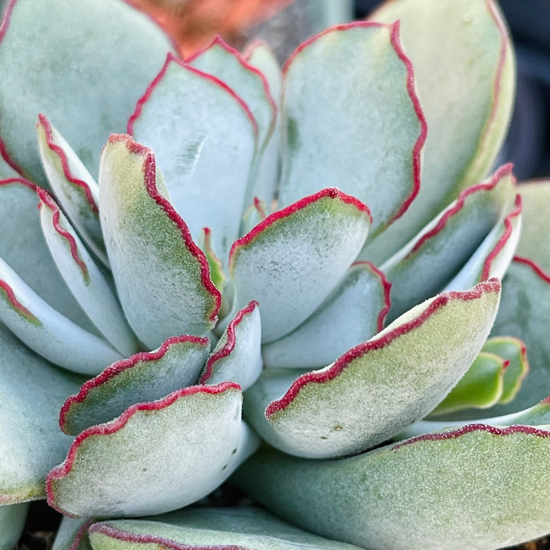 Cotyledon ‘Choco Line’ - 4”