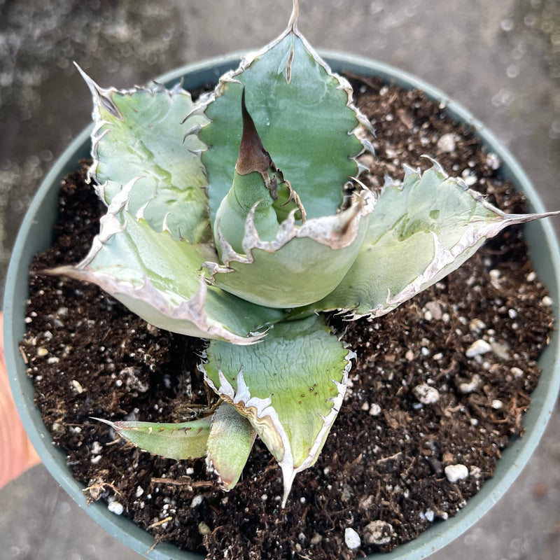 Agave titanota ‘White Ice’ - 6”