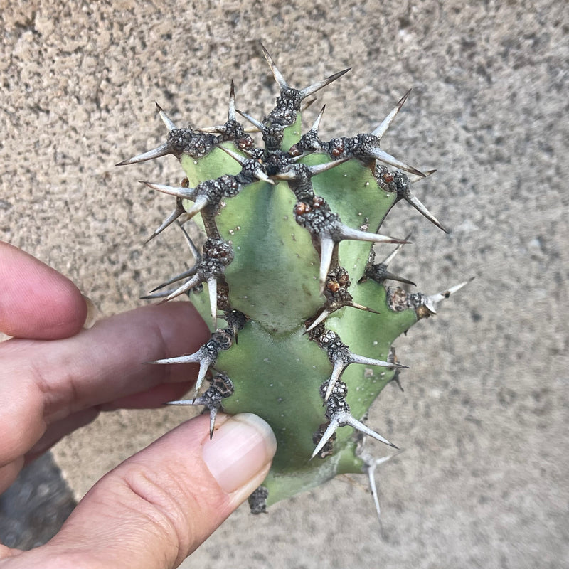 Cutting - Euphorbia coerulescens (1)