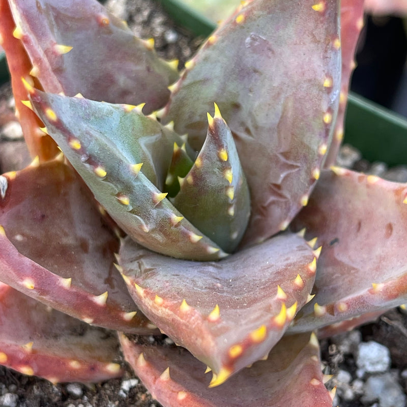Aloe distans &
