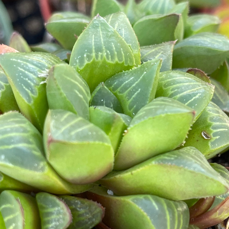 Haworthia retusa hybrid - cluster - 4”