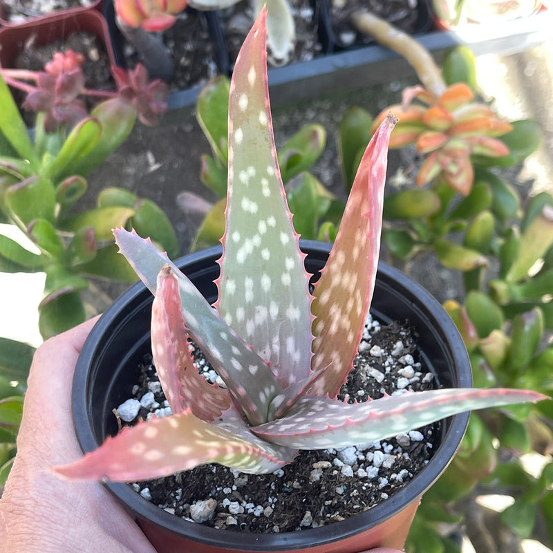 Aloe sinkatana -  4”