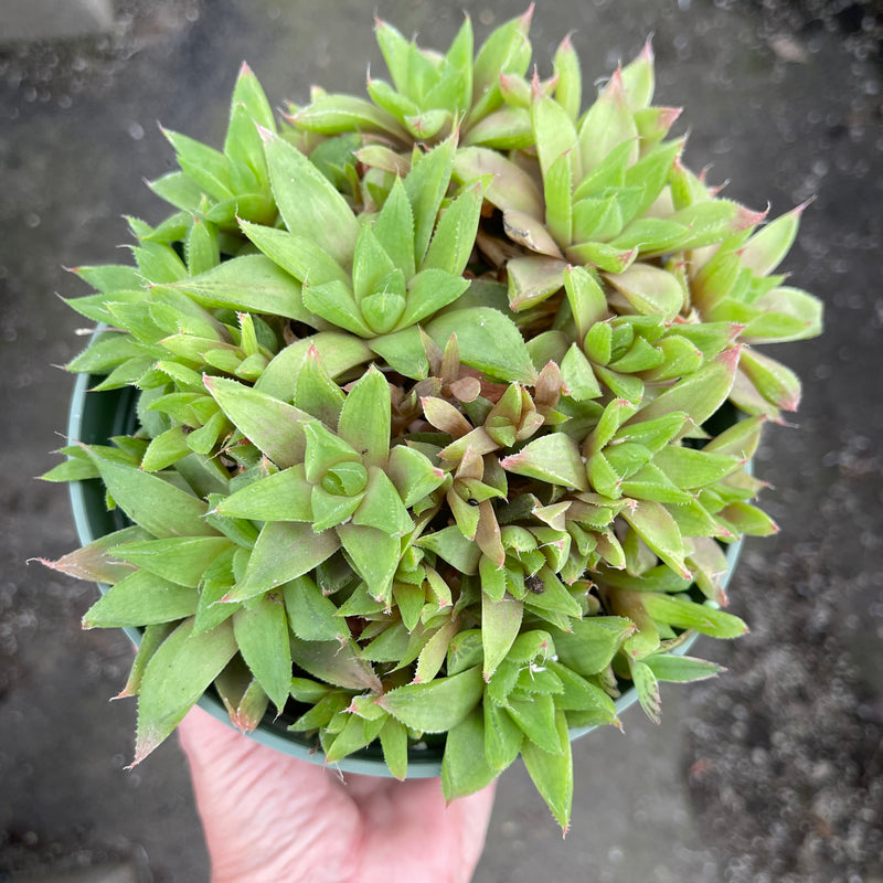 Haworthia cuspidata hybrid - 6”