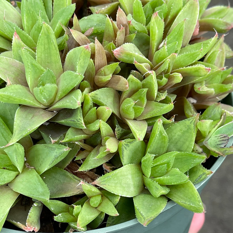 Haworthia cuspidata hybrid - 6”