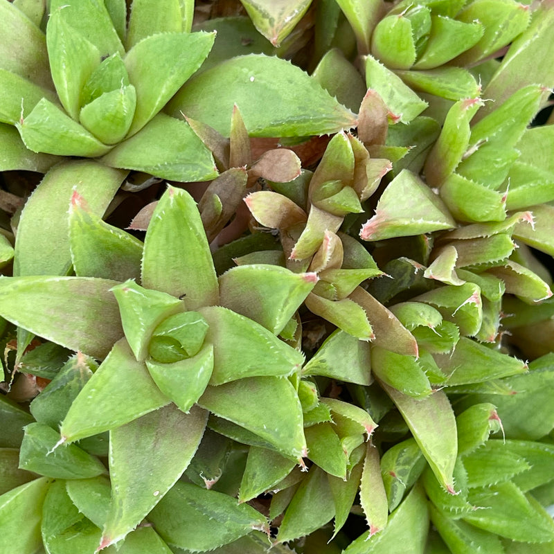 Haworthia cuspidata hybrid - 6”