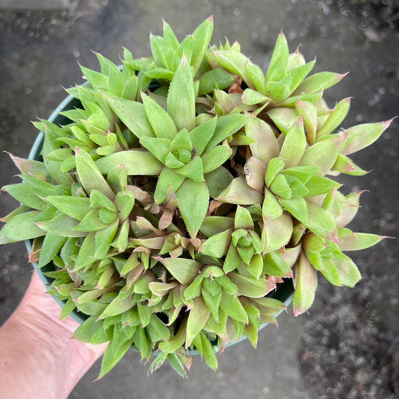 Haworthia cuspidata hybrid - 6”