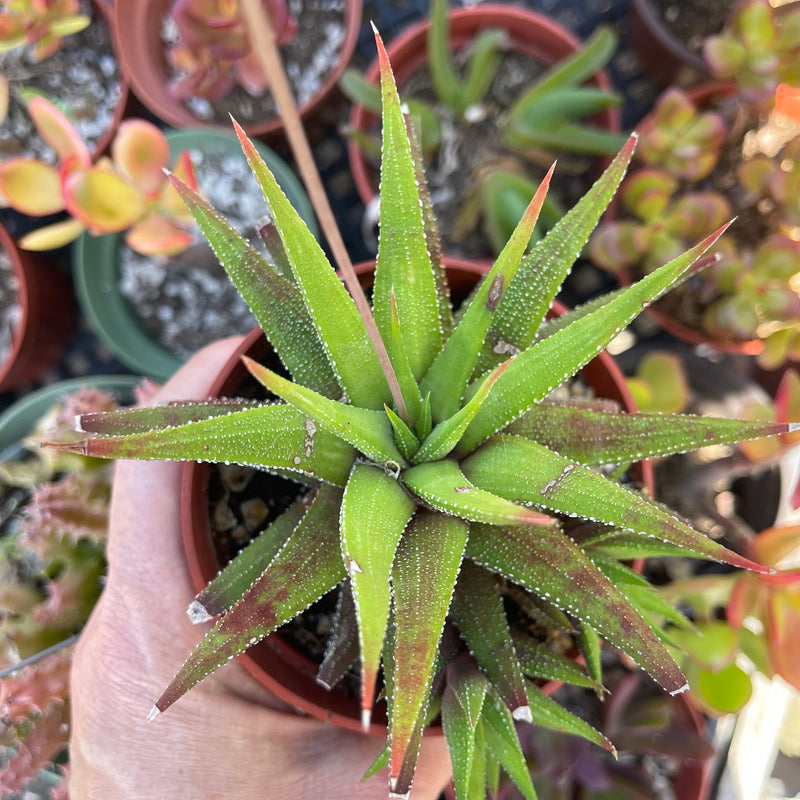 Haworthiopsis attenuata ‘Concolor’ cluster - 4”