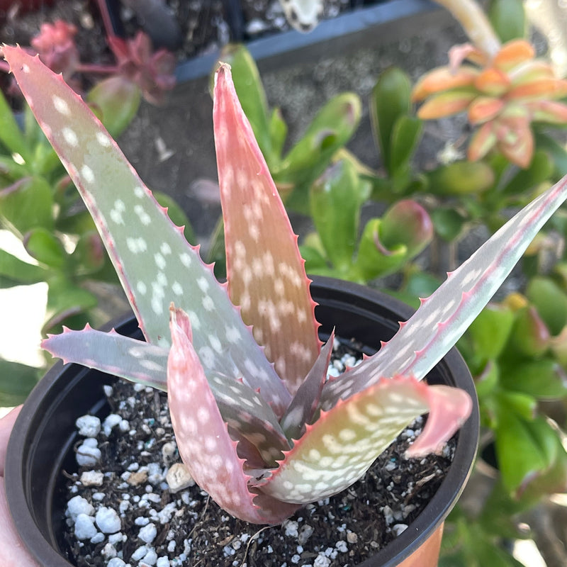 Aloe sinkatana -  4”