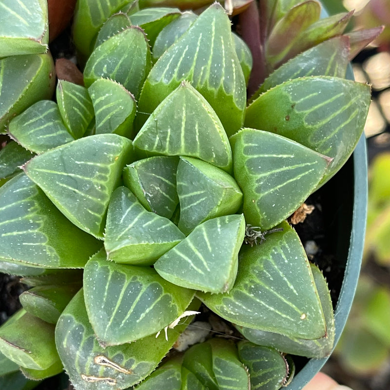 Haworthia retusa hybrid - cluster - 4”