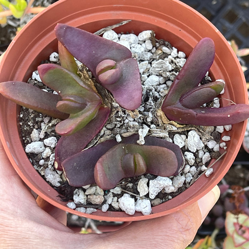 Glottiphyllum cluster - 4"
