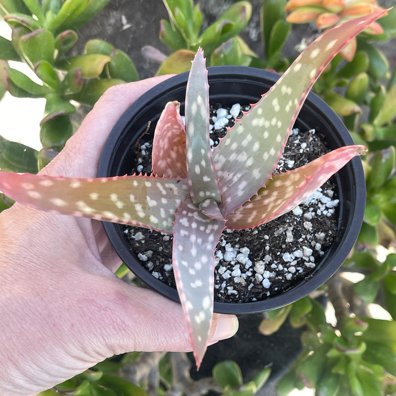 Aloe sinkatana -  4”