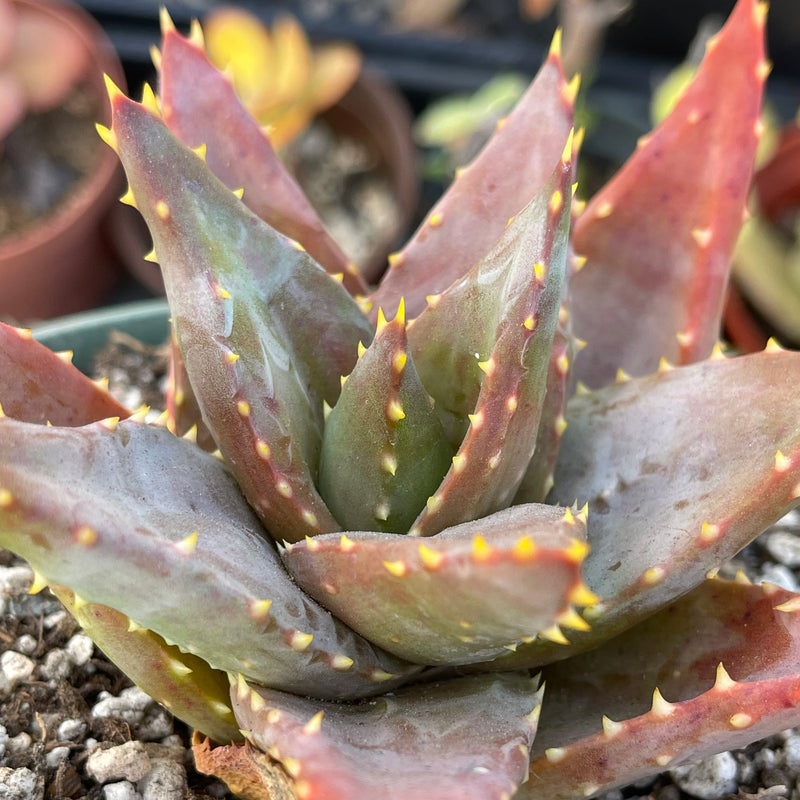 Aloe distans &