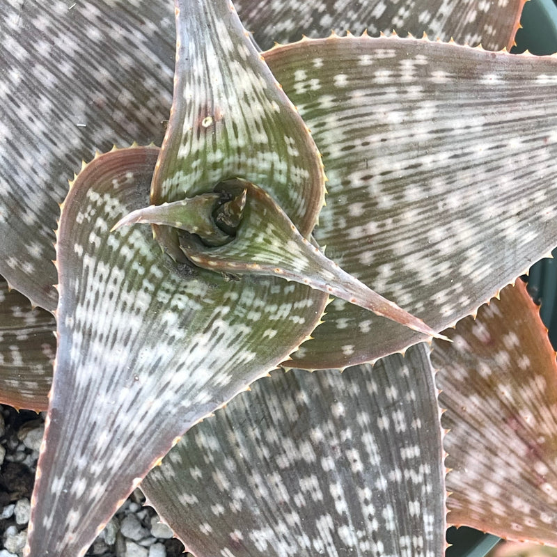 Aloe &