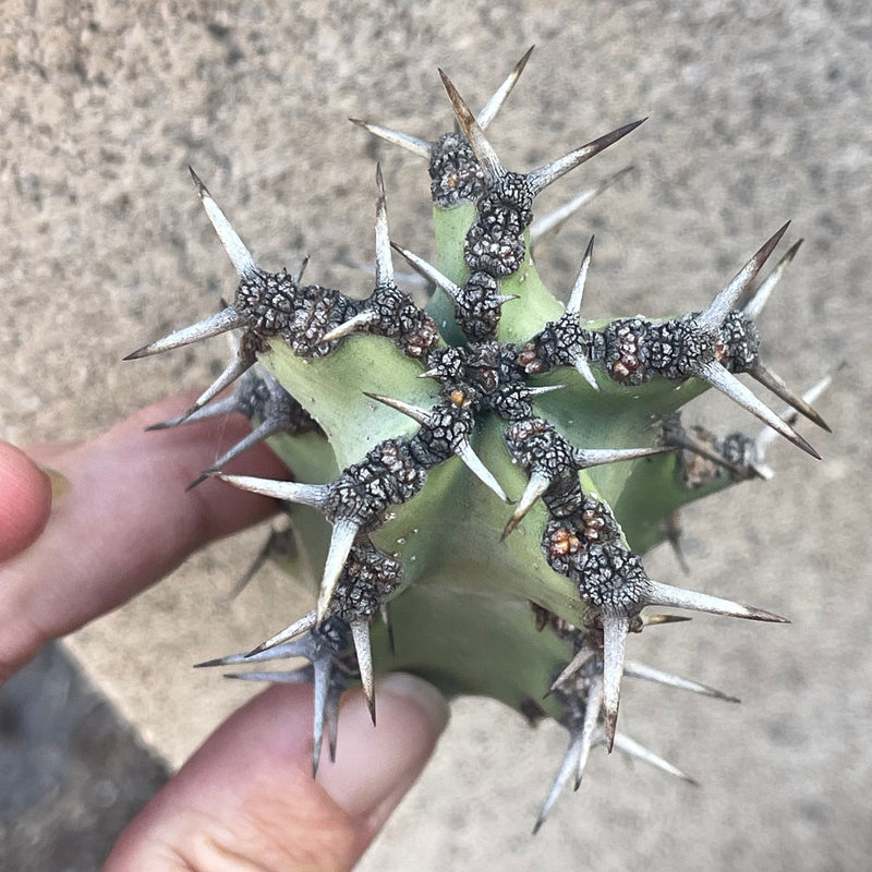 Cutting - Euphorbia coerulescens (1)