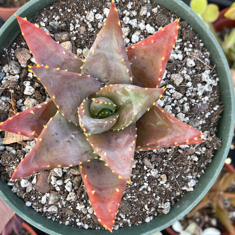 Aloe distans &