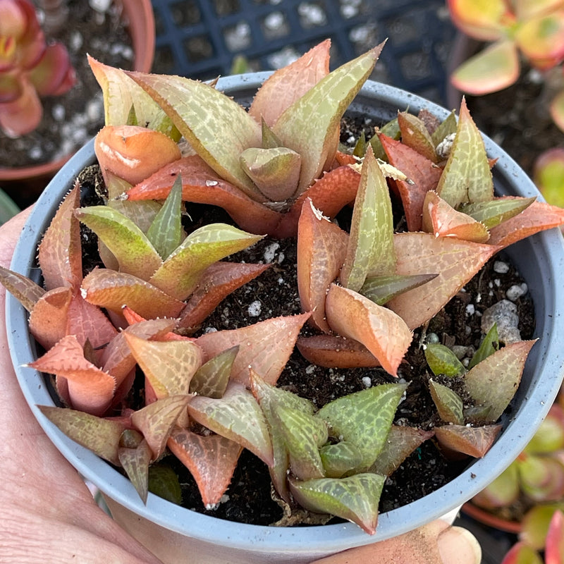 Haworthiopsis venosa ssp. tessellata - large cluster - 4 INCH