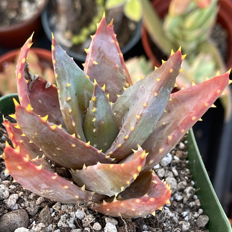 Aloe distans &