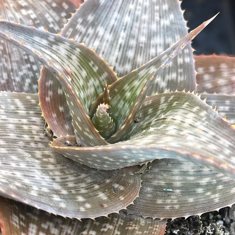 Aloe &