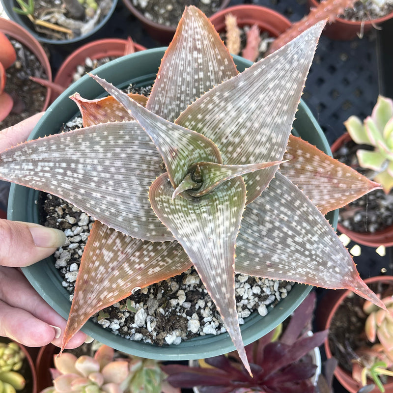 Aloe &