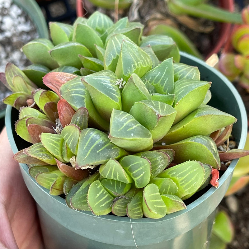 Haworthia retusa hybrid - cluster - 4”