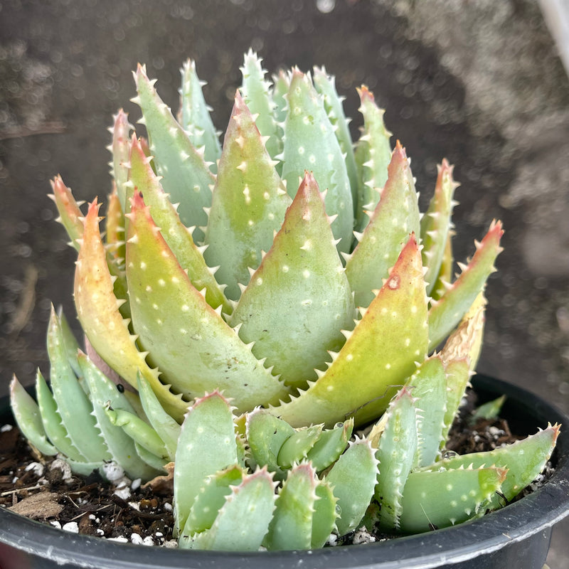 Aloe brevifolia cluster - 1 GAL